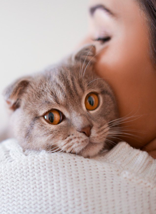 Los “gatos” tienen más gatos