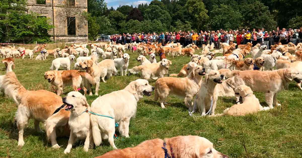 Celebraciones por el mundo dedicadas a las mascotas