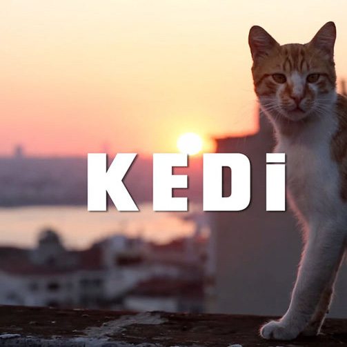 Los gatos de Estambul