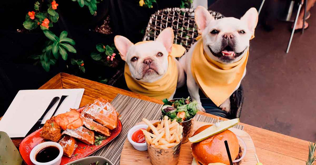 Los mejores restaurantes petfriendly de Europa