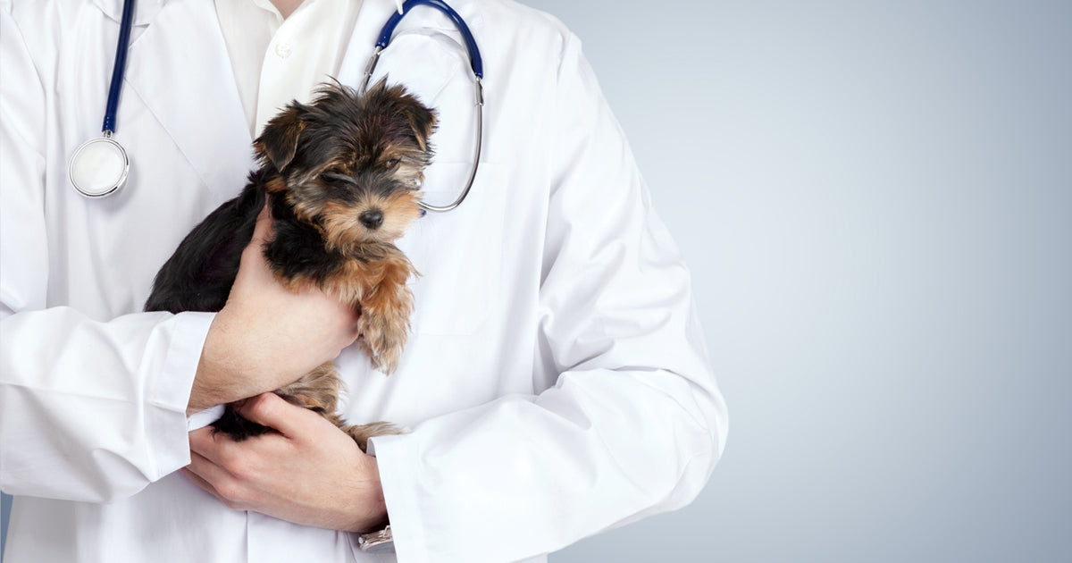 El Congreso rechaza bajar el IVA veterinario