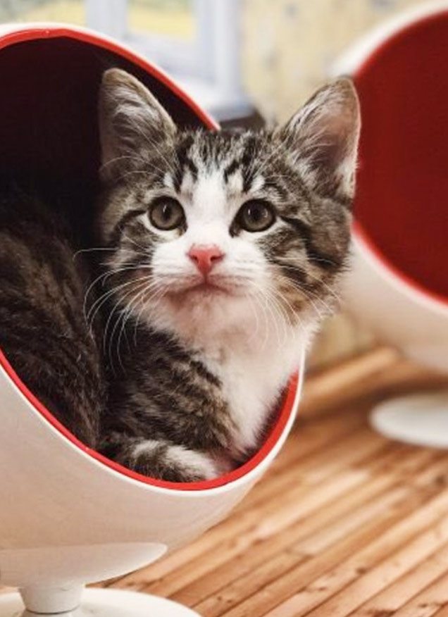 El reality show gatuno que triunfa en Islandia