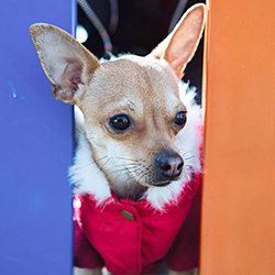 Leon Chihuahua