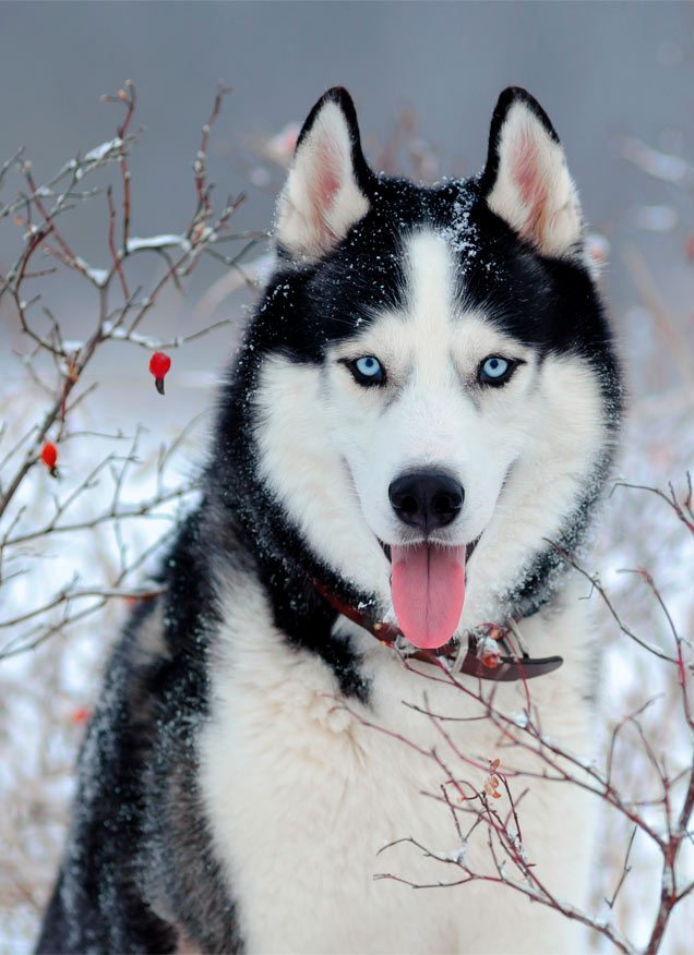 La compra de huskies se dispara con Juego de Tronos