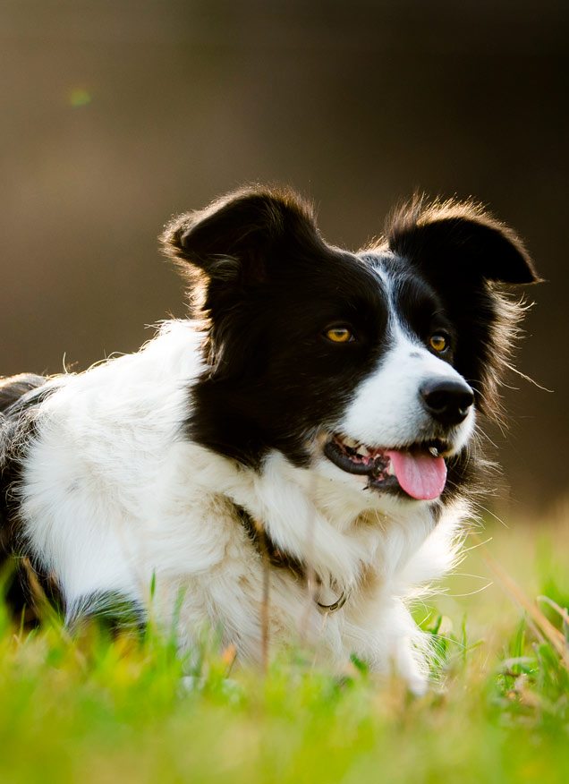 Conociendo a los Border Collie