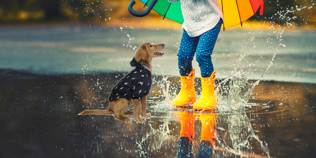 ¿Cómo afecta la lluvia a los perros?