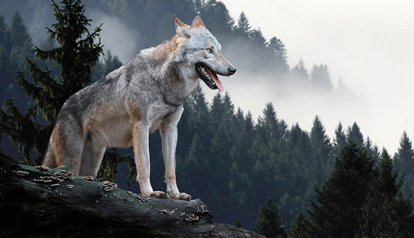 Alpha o el origen de nuestra relación con los ARISTOPERROS