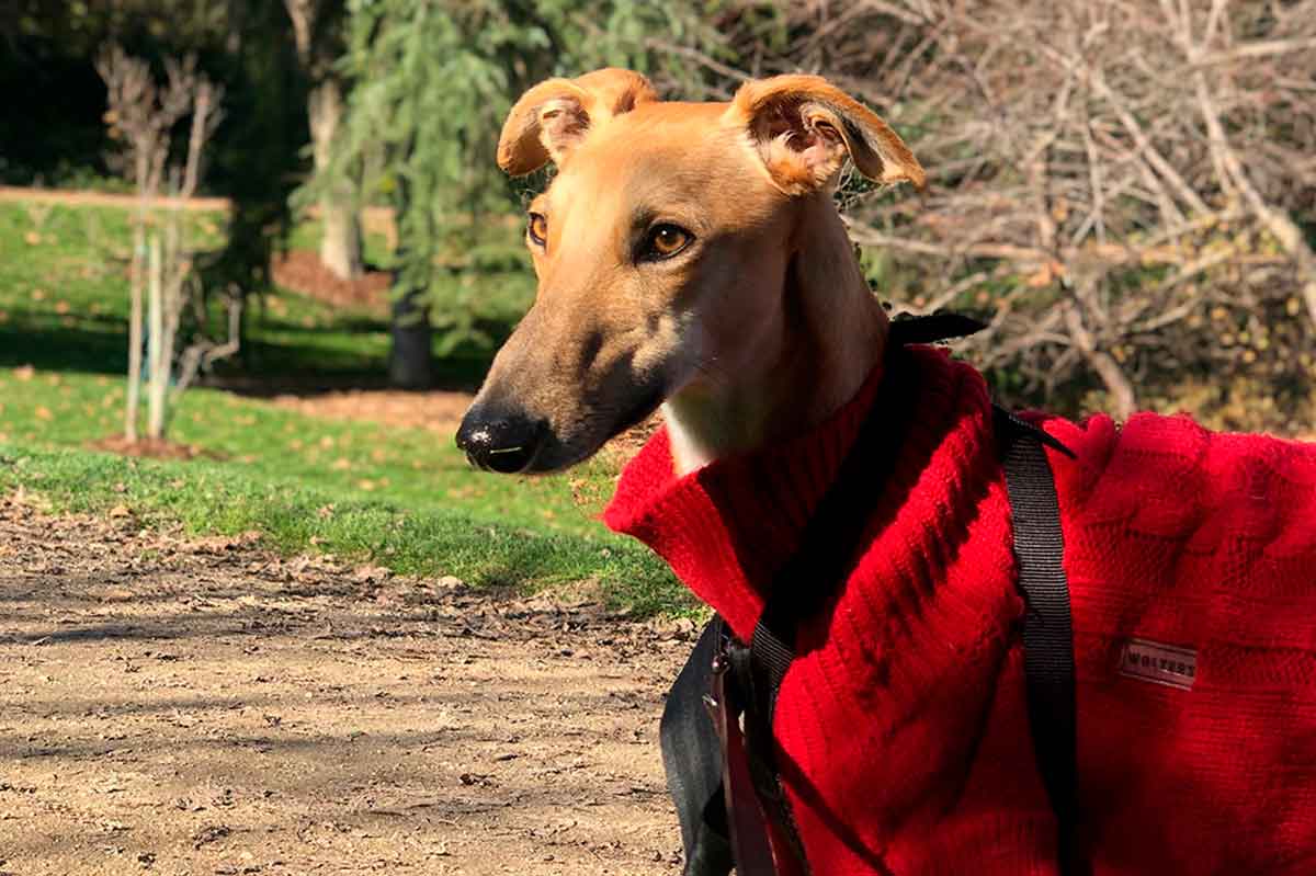 adoptar a luigi