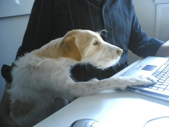 Perros y agencias de publicidad