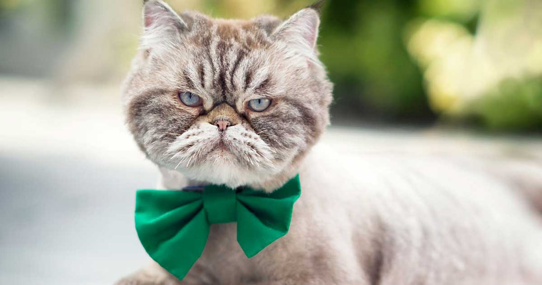 ¿De dónde viene «el mal genio» de los gatos?
