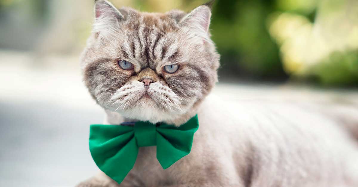 ¿De dónde viene «el mal genio» de los gatos?