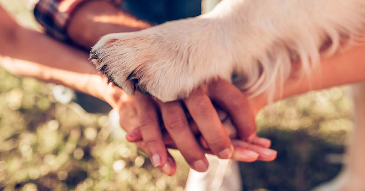 terapias con perros contra el acosos escolar