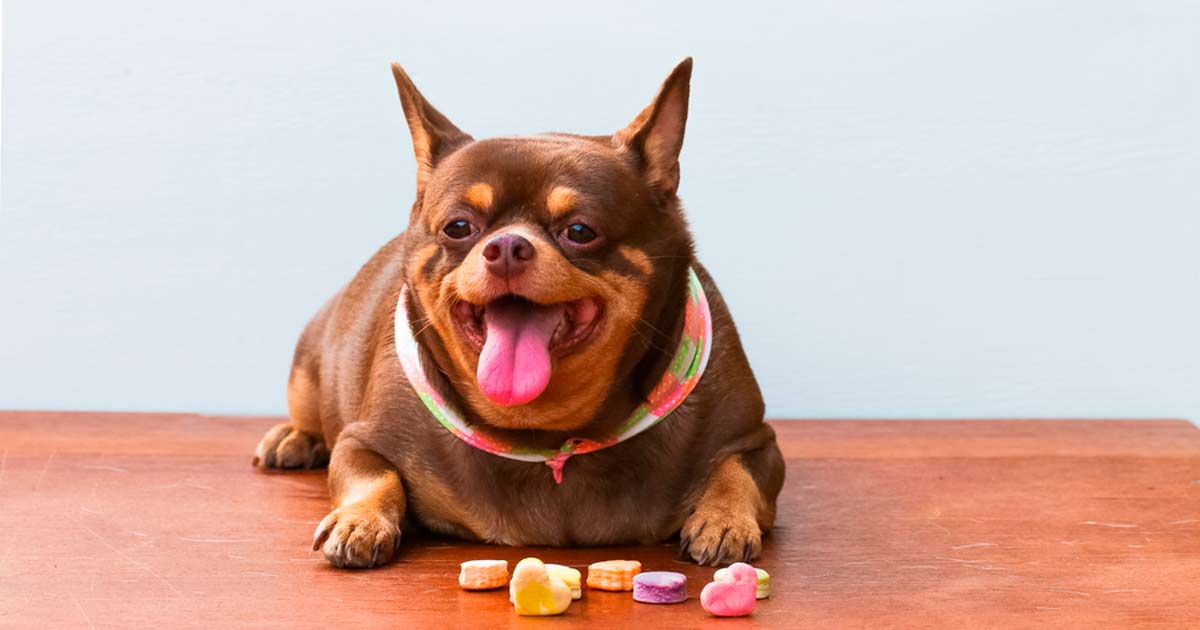 Mascotas a dieta: una realidad que llega a la televisión