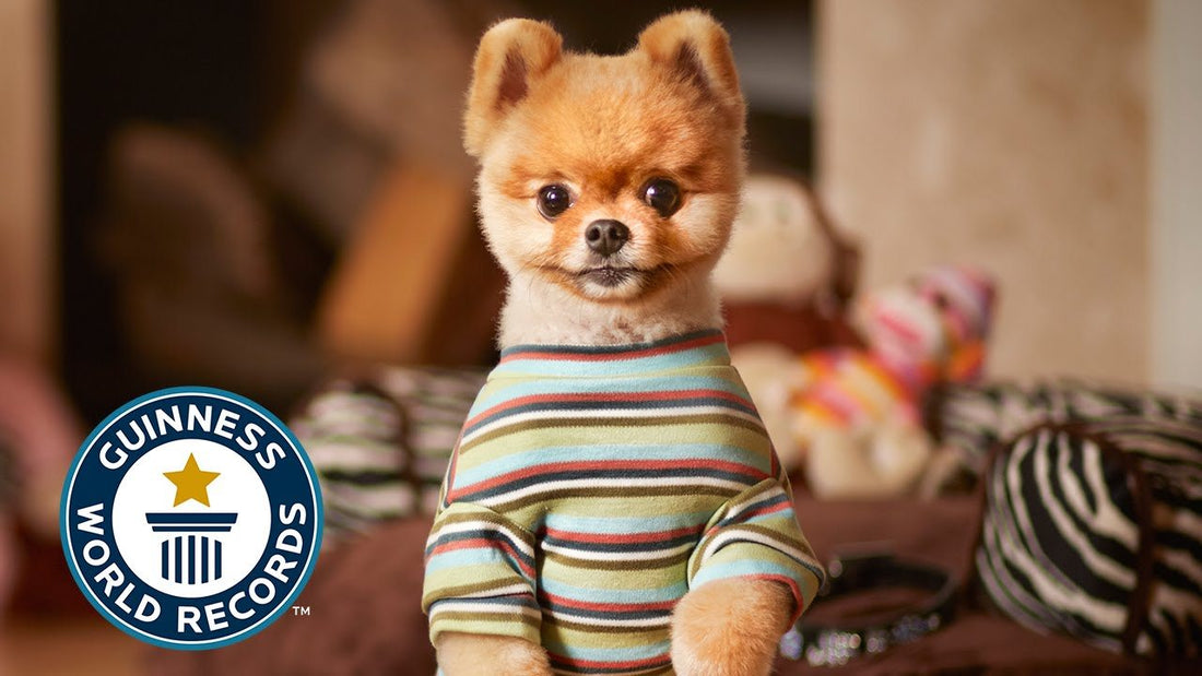 Perros con premio Guinness