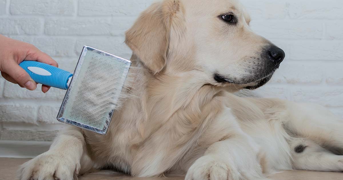 Consejos para la muda de pelo de tu mascota