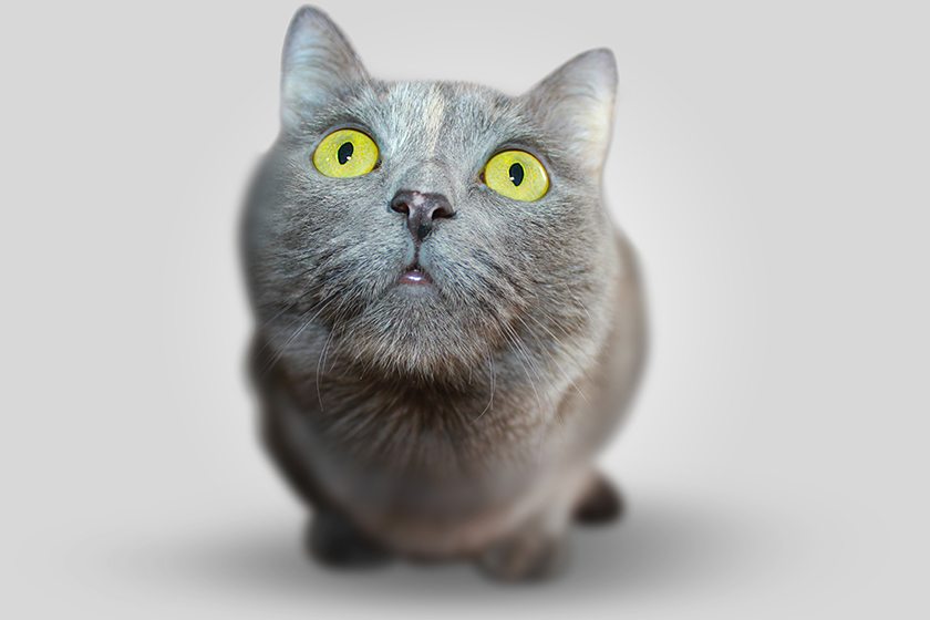 Música para ARISTOGATOS