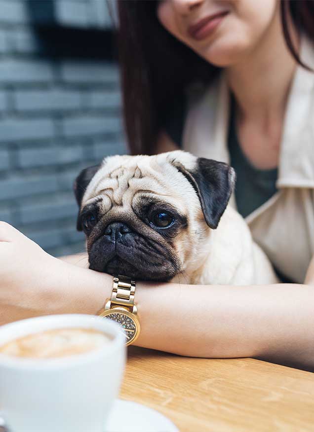 ARISTOPETS ¡Feliz Día Internacional de la Mascota!