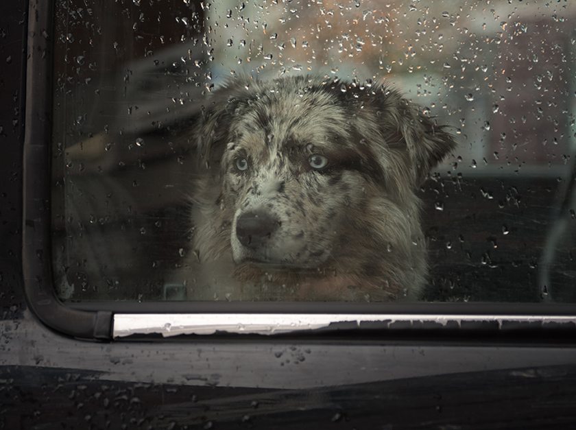 Divorcios y ARISTOPETS: ¿quién se queda con ellos?