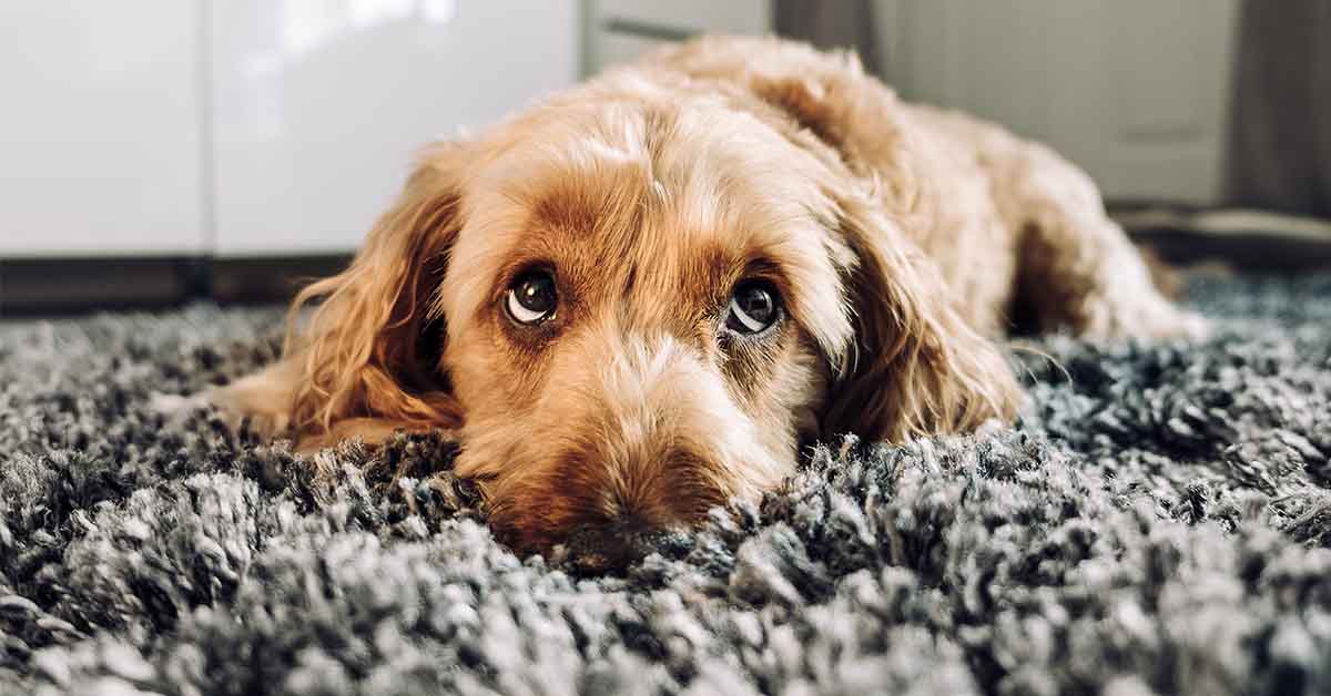 el perro pone ojitos