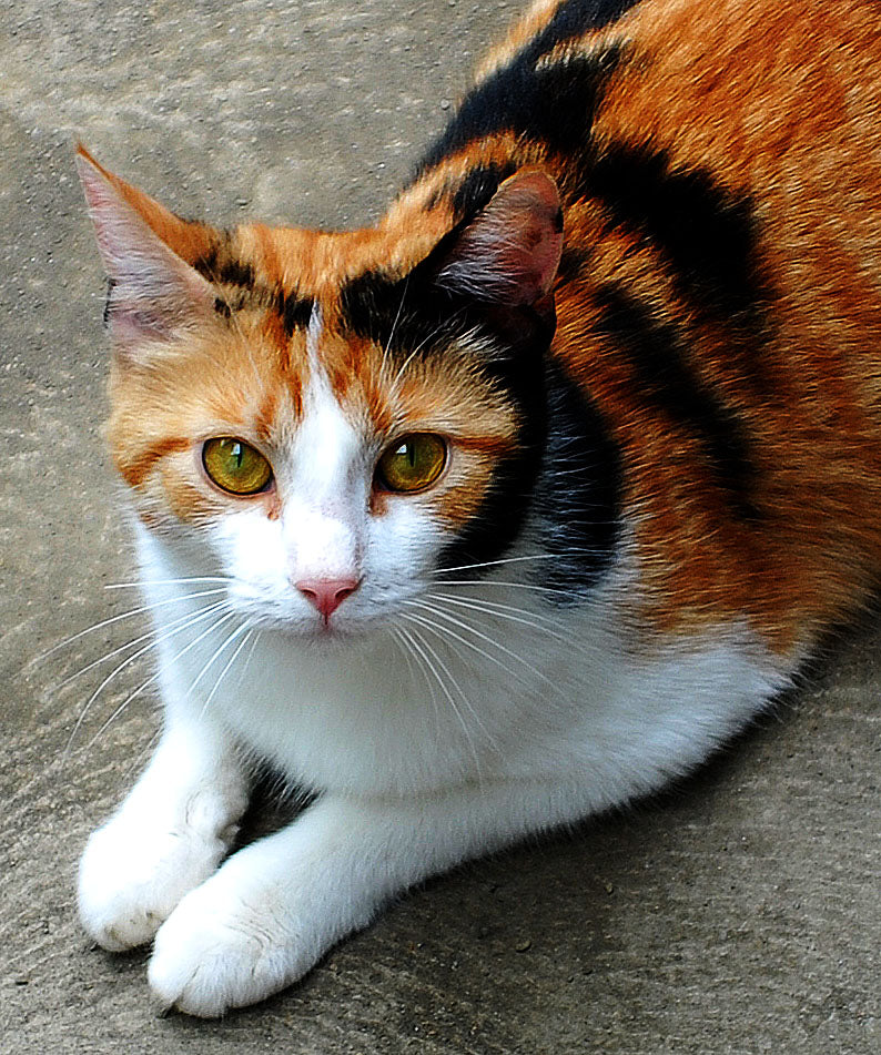 ojos de gato aristopet mascotas