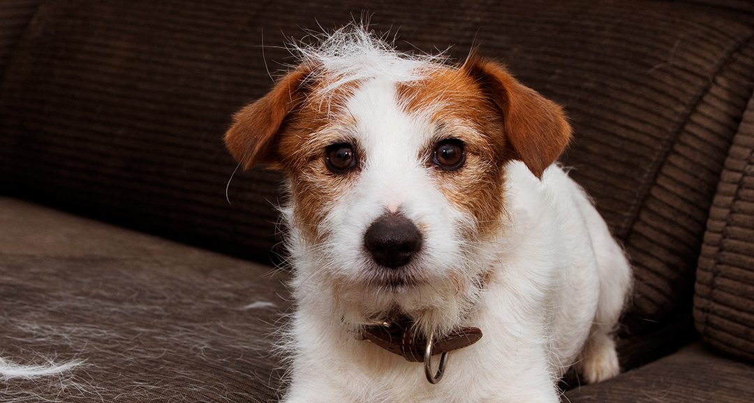 Llega el otoño y nuestras mascotas vuelven a mudar su pelaje: 5 consejos para que tu casa no se convierta en una fábrica de pelos