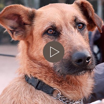 pastor aleman mestizo segfunda oportunidad adopcion adoptado