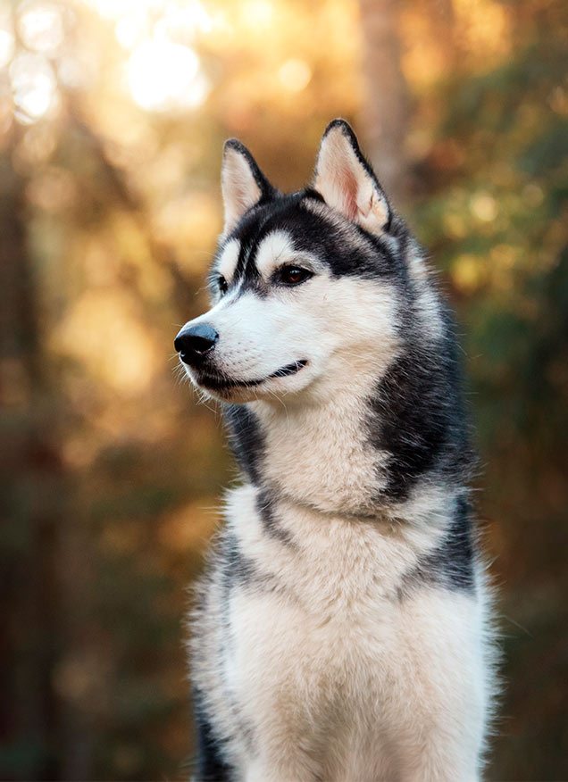 Los perros podrían descender de un mismo grupo de lobos