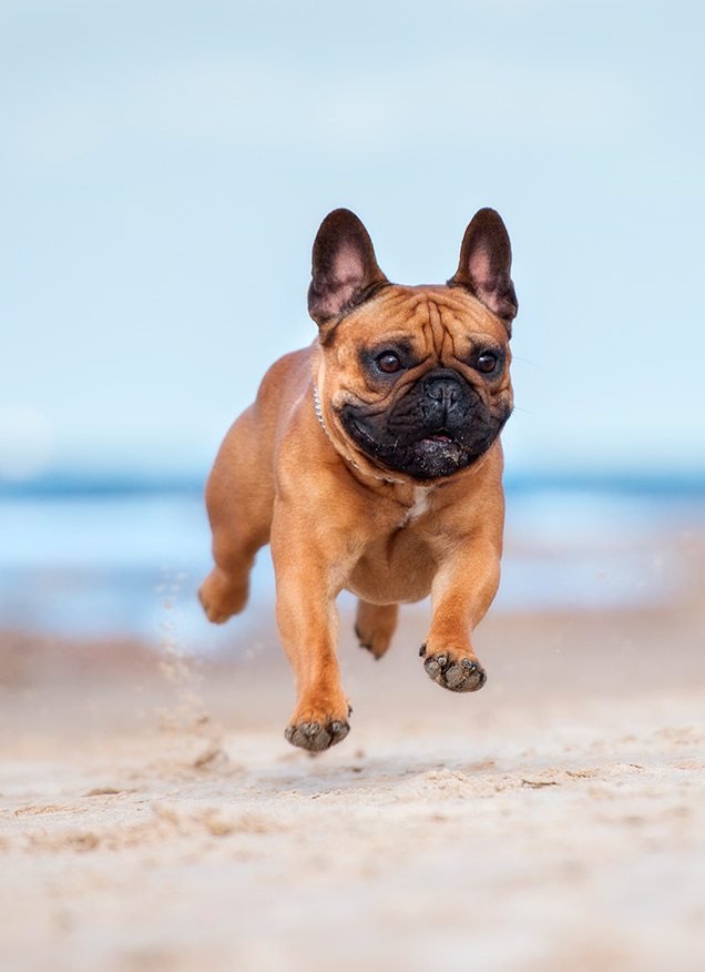 Las mejores playas en Murcia para ir con perro
