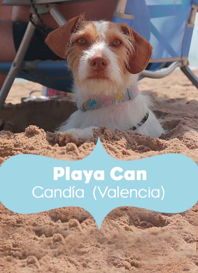 Playas para perros | ARISTOPET visita Playa Can