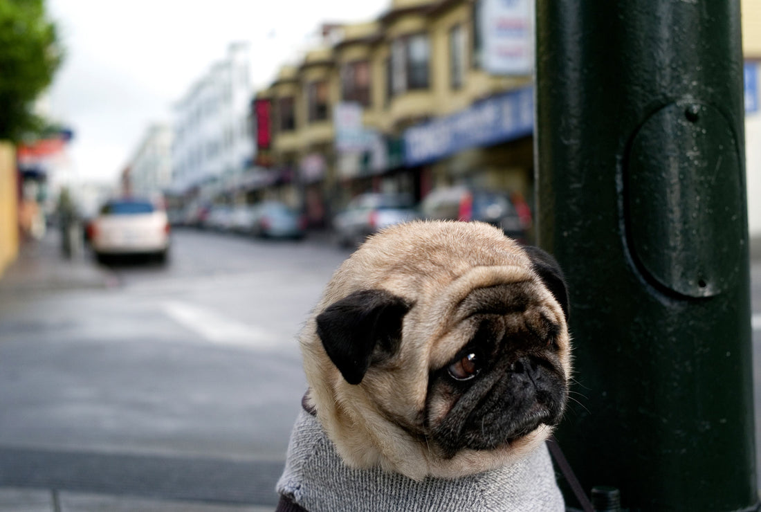 perro triste
