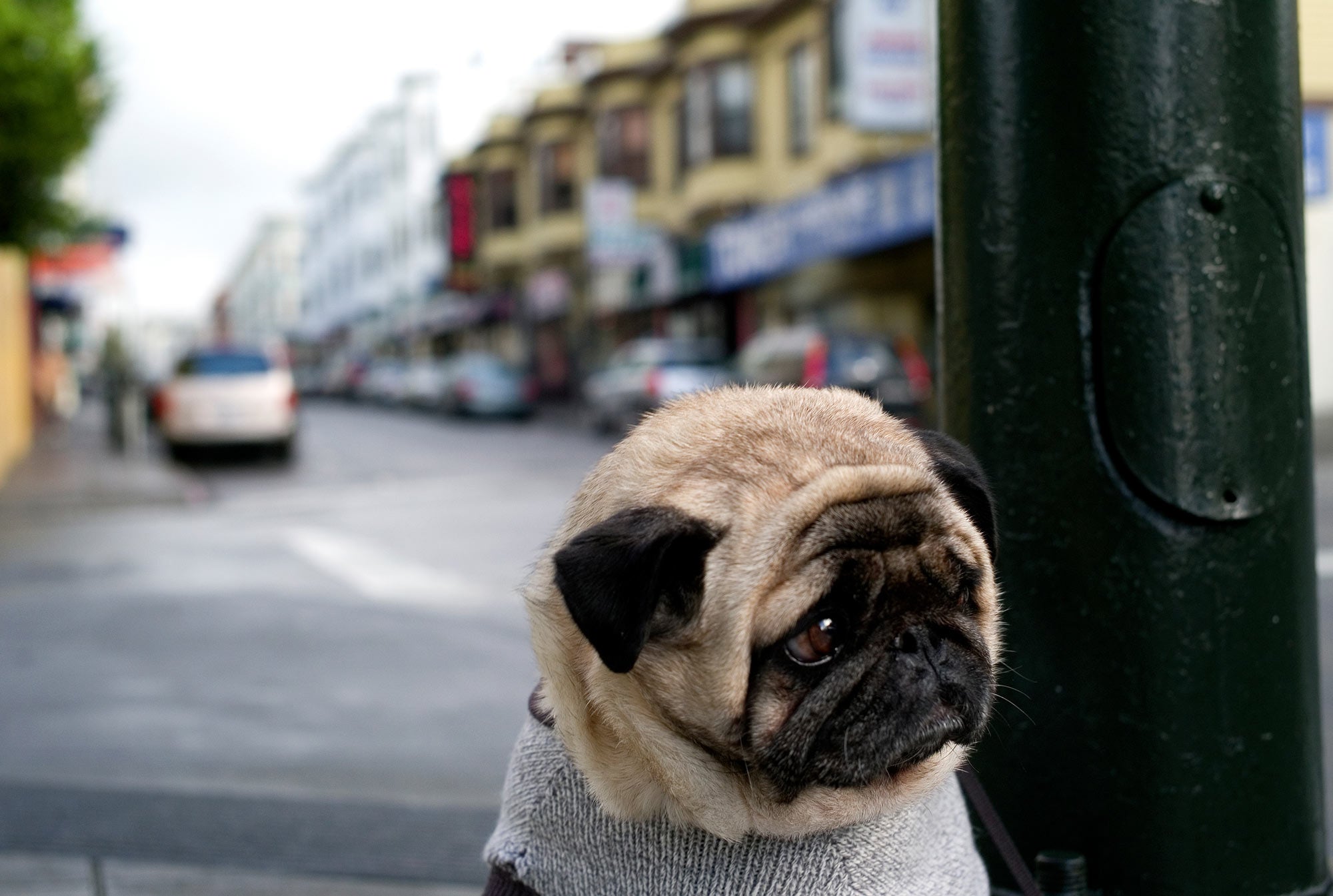 perro triste