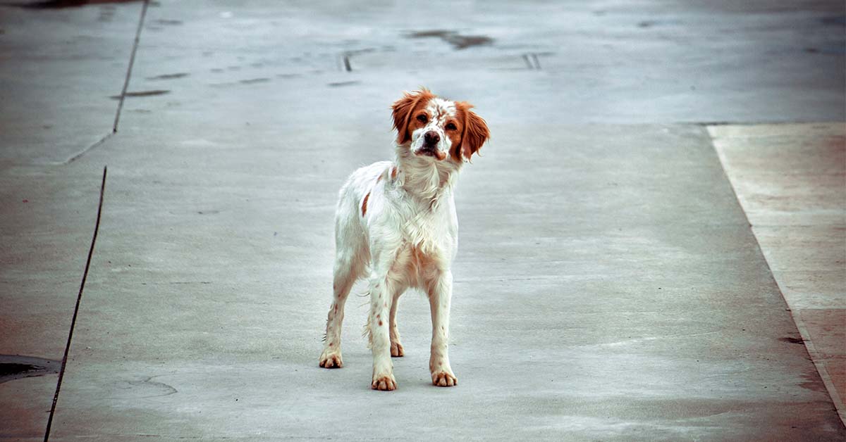 cinco pasos para encontrar a tu mascota