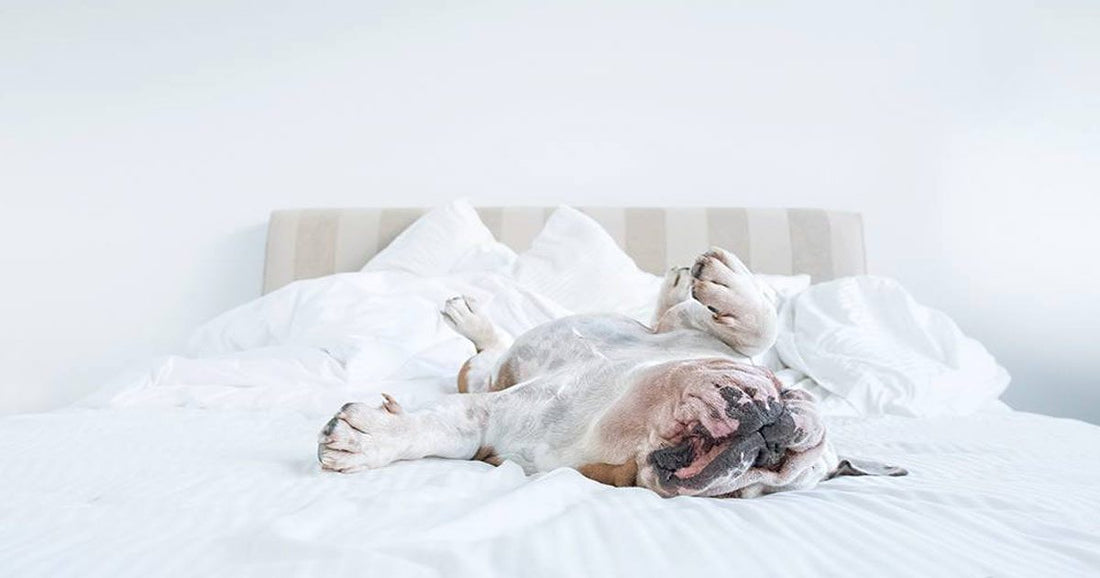 Perros boca arriba, ¿la nueva tendencia de instagram?