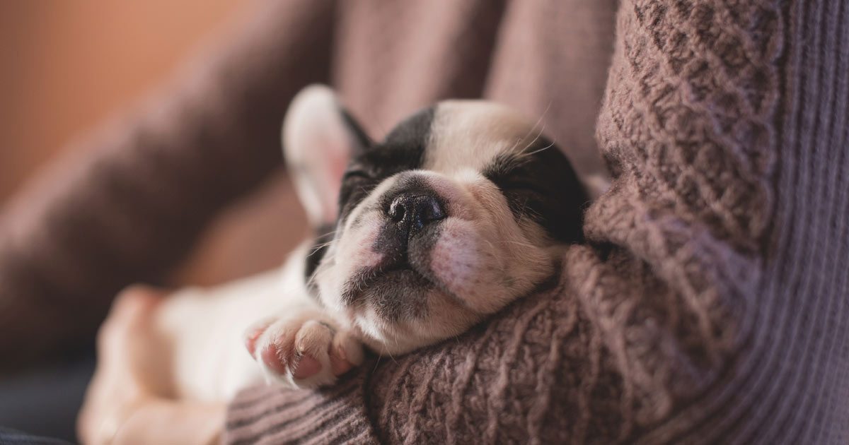 Tu ARISTOPERRO aprende mientras se echa la siesta