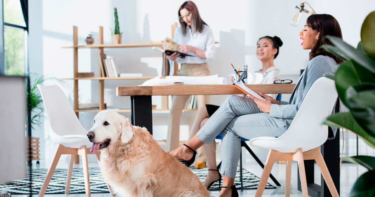 Empresas Pet Friendly de España