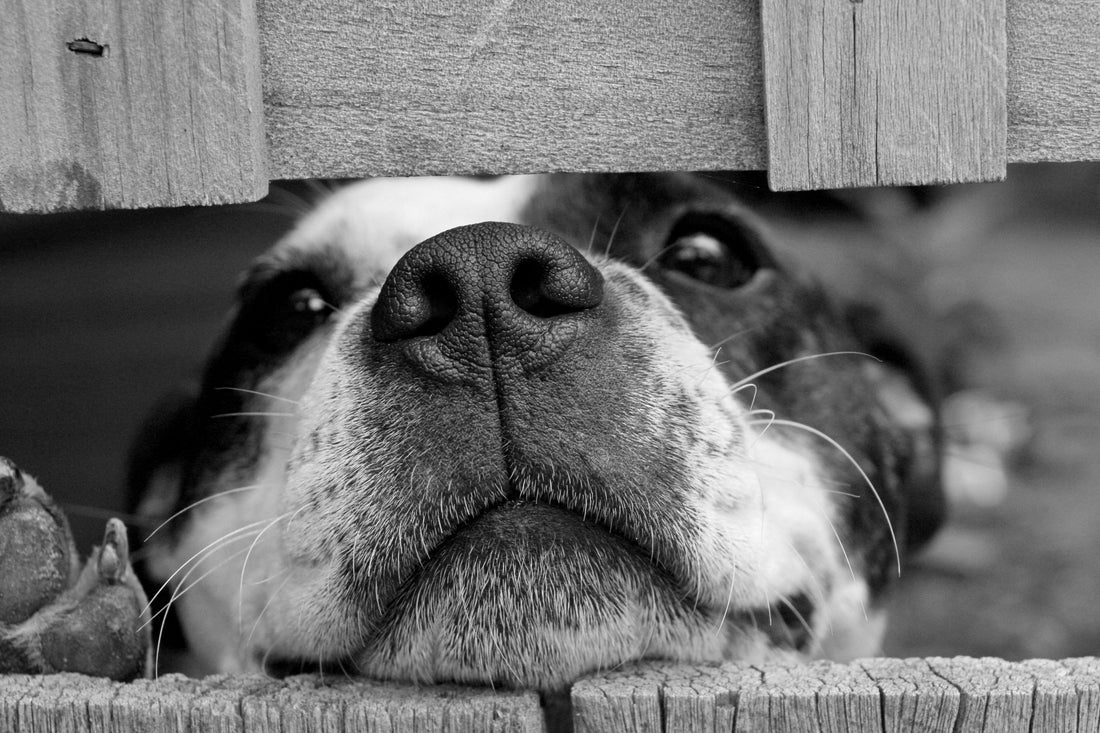 ¿Es buena idea disfrazar a tu mascota?
