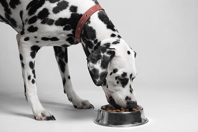 el mejor pienso para perros