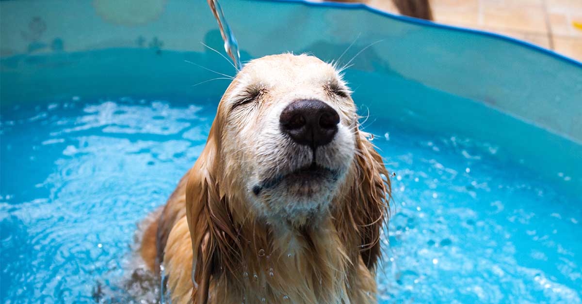 Tipos de piscina para perros