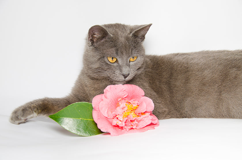 Plantas y flores tóxicas para nuestros ARISTOGATOS