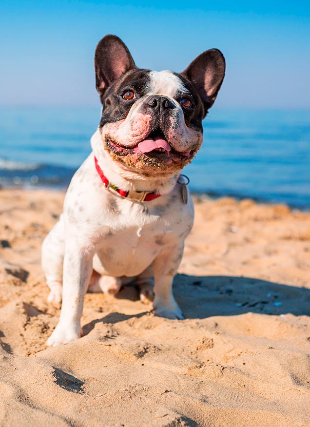 Las mejores playas en la Comunidad Valenciana para ir con perros