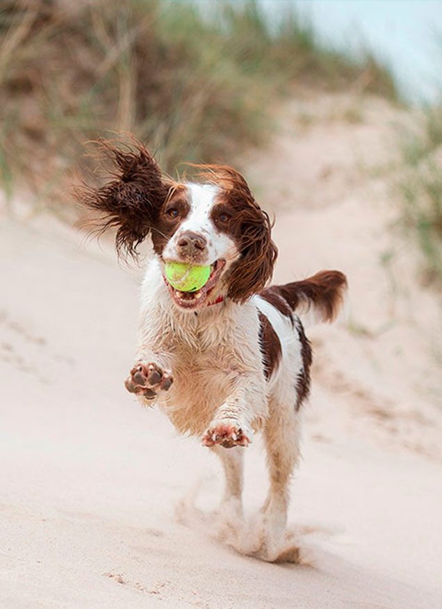 Las mejores playas en Andalucía para ir con perro