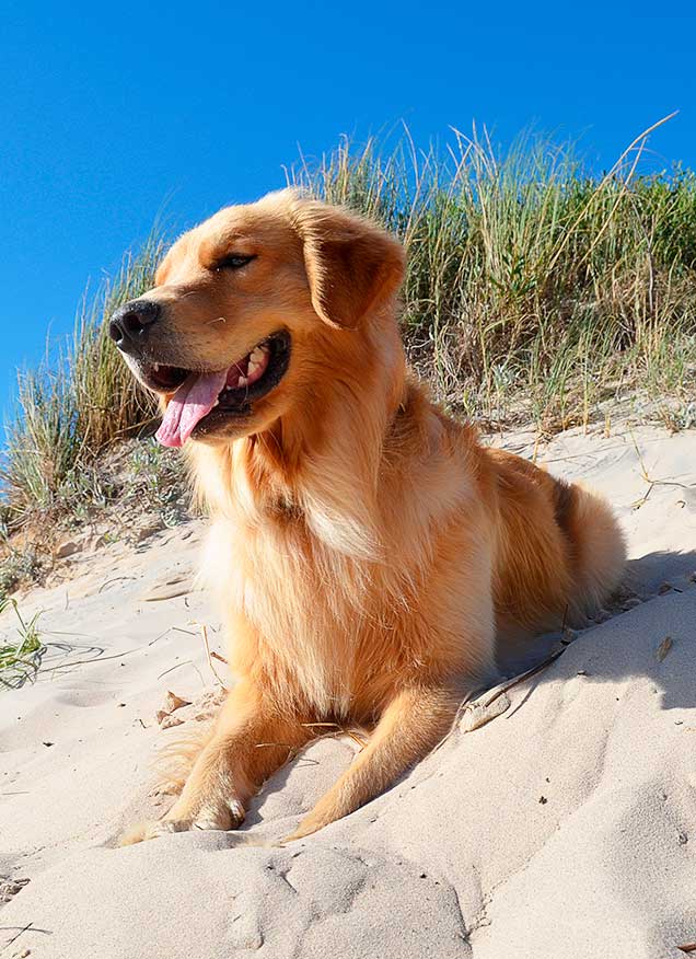 Las mejores playas en las Islas Canarias para ir con perro