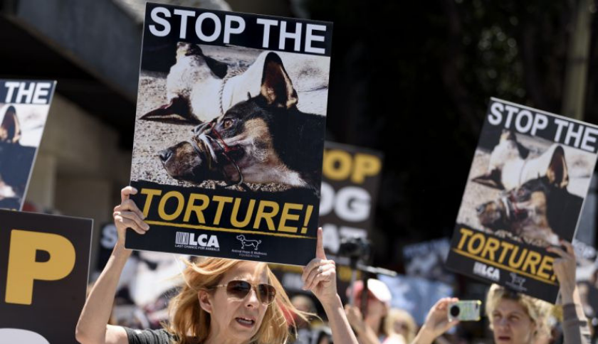La Fundación Animal Hope and Wellness y el rescate de perros del Dog Meat Trade en Asia