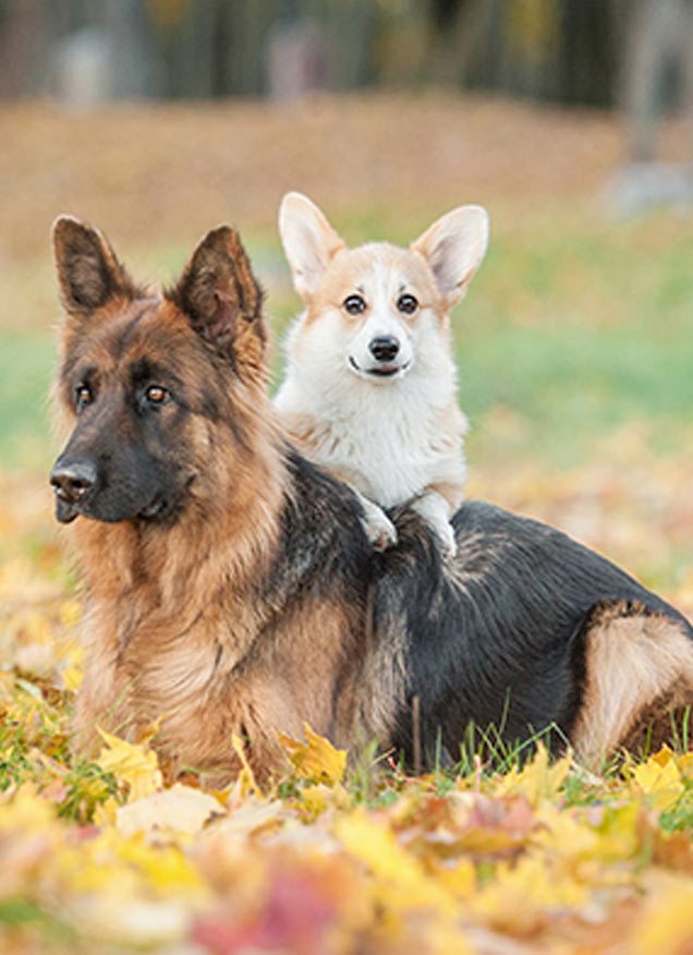 ¿Aprenden los perros de otros perros?
