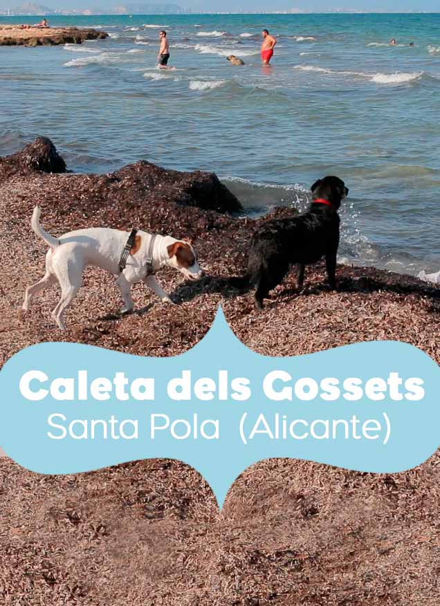 Playas para perros | ARISTOPET visita Caleta dels Gossets