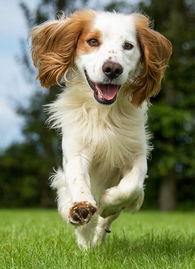 Conociendo mejor a los cocker spaniel