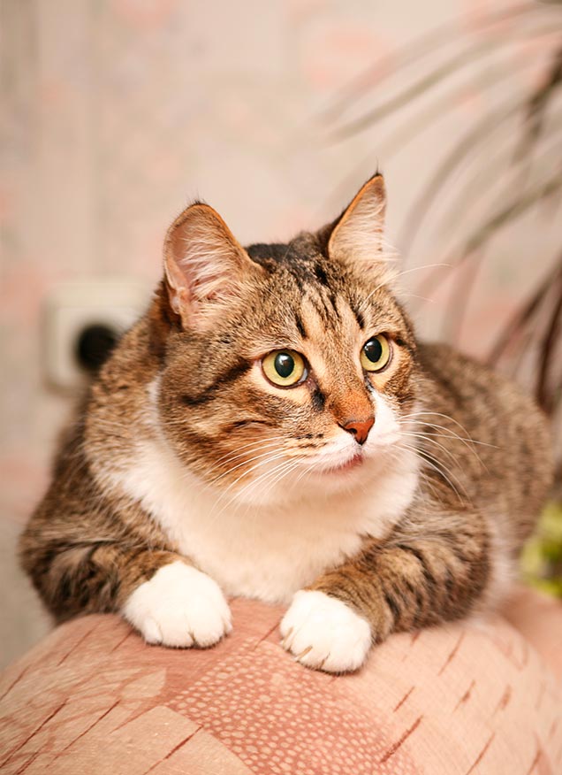 Gatos senior: cómo cuidarlos