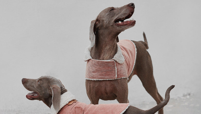 5 Razones por las que tu Perro Necesita un Chaleco de Otoño