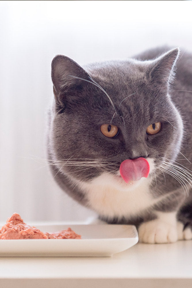 gato comida 2