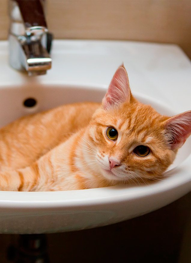 Protege a tu gato del calor